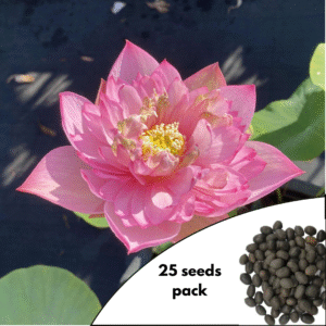 Cherry Lotus Seeds Pack