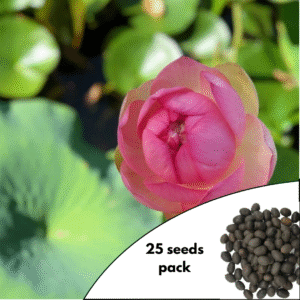 Frankly Scarlet Lotus Seeds