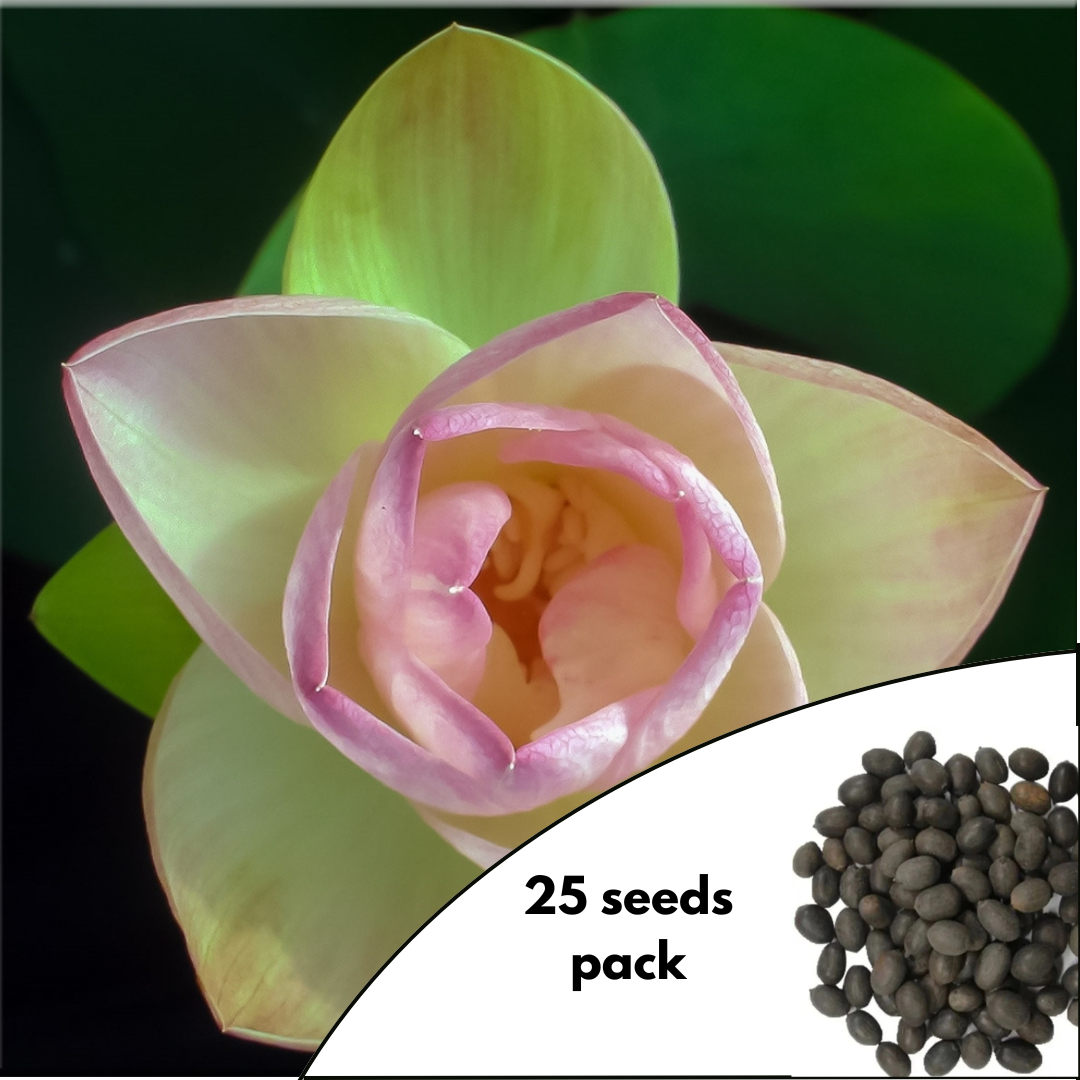 Green Maiden Lotus Variety - 25 Seeds Pack