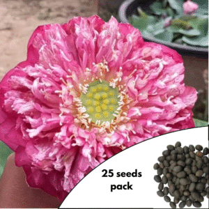 Hybrids Lotus Variety - 25 Seeds Pack