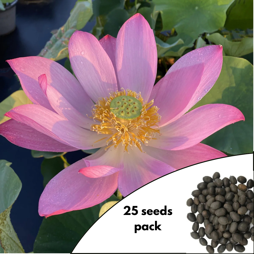 Lavender Lady Lotus Variety