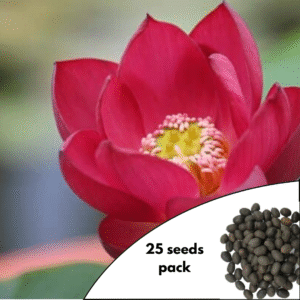 Nelumbo Red Scarf Lotus Seeds