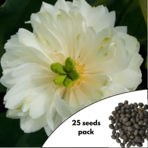 Lotus Nelumbo Sweetheart Seeds