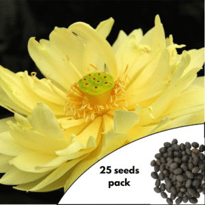 Lotus of Golden Wheel Seeds