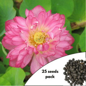 Momo Botan Lotus Flower Seeds