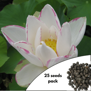 Nelumbo Aureavallis Lotus Seeds Pack