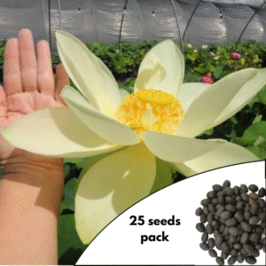 Perry’s Giant Sunburst Lotus Seeds