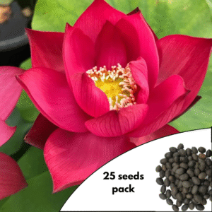 Red Lotus Seed Pack