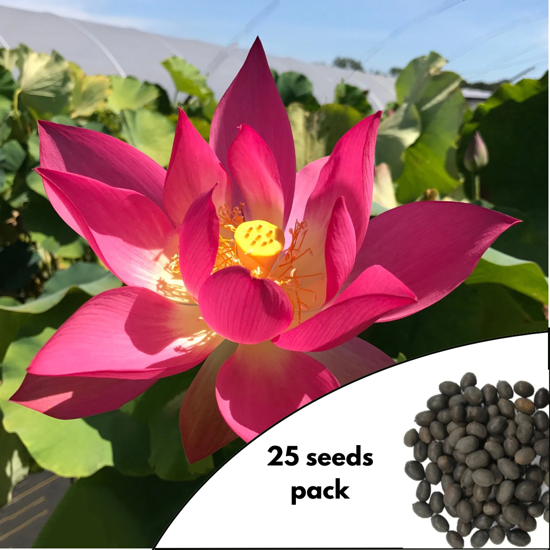 Red Lotus Seeds - Yushan Variety