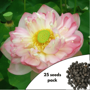 Rosea Plena Lotus Seeds - 25 Pack