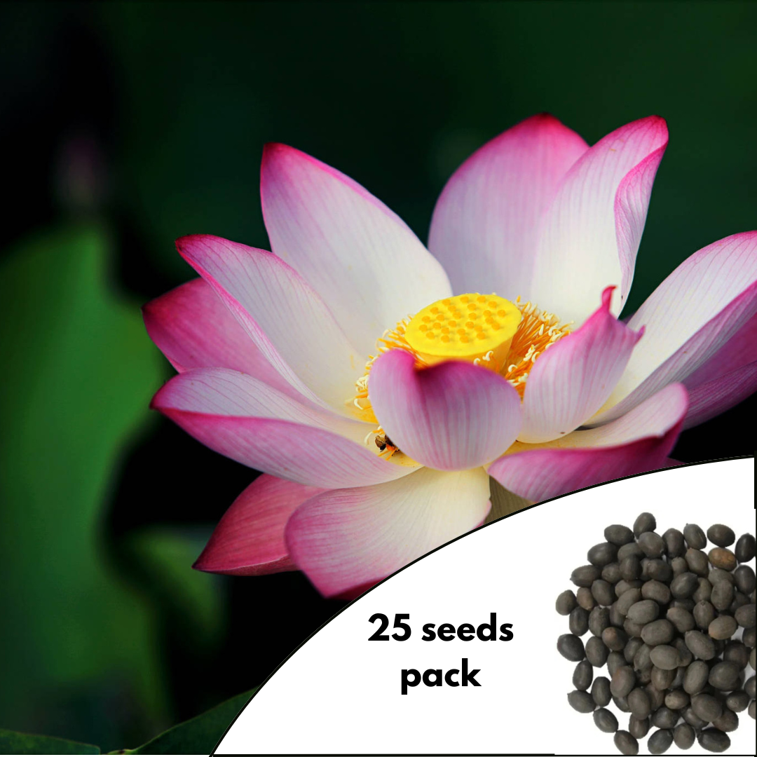 Royal Lotus Variety - 25 Seeds Pack