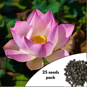 Sacred Lotus Flowers (25 Seeds Pack)