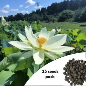 Shirokunshi Tulip Lotus Flower Seeds