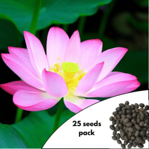 Vietnamese Lotus Flower Seeds