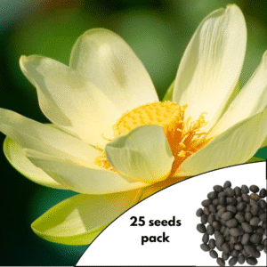 Yellow Lotus Shine Variety Seeds
