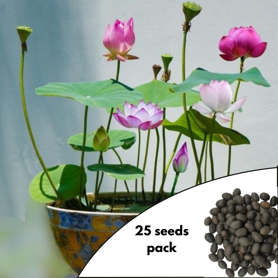 Bonsai Lotus Seeds Pack - Pink