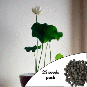 Bonsai Lotus White (25 Seeds Pack)