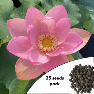 Carolina Queen Lotus Seeds