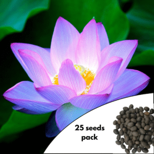 Celestial Lotus Variety Seeds