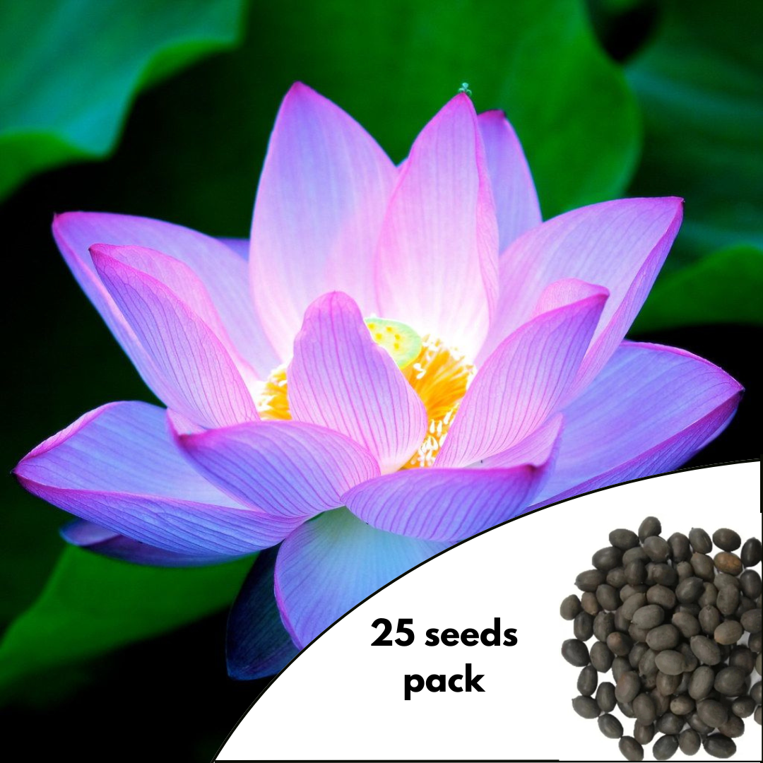Celestial Lotus Variety Seeds