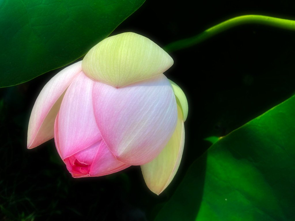 Green Maiden Lotus Variety - 25 Seeds Pack - Image 2