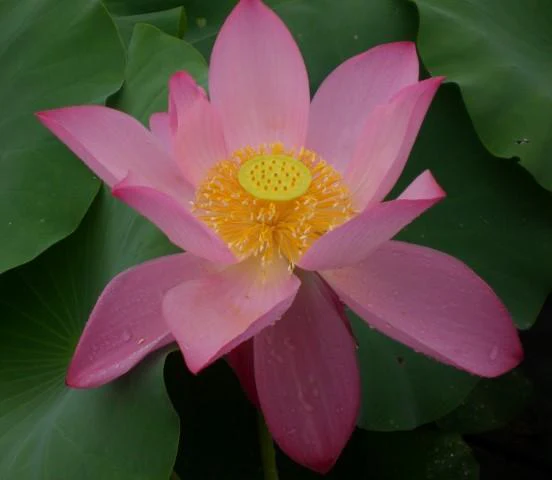 Lavender Lady Lotus Variety - Image 2