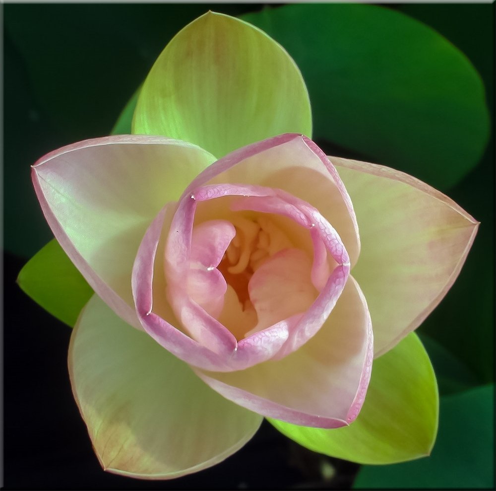 Green Maiden Lotus Variety - 25 Seeds Pack - Image 3